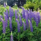 Lupinus Perennis Wild Lupine Sundial Lupine 50 Seeds