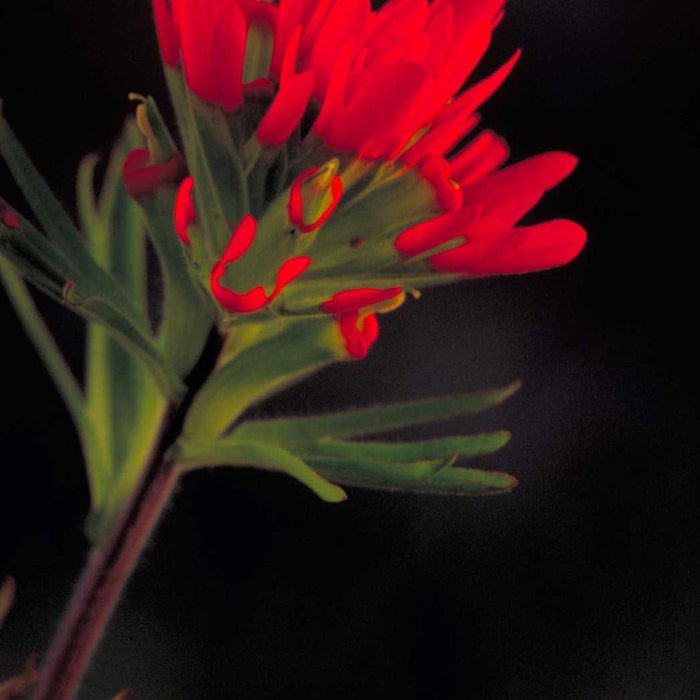 Castilleja Coccinea Scarlet Indian Paintbrush Prairie Fire 100 Seeds