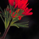 Castilleja Coccinea Scarlet Indian Paintbrush Prairie Fire 100 Seeds