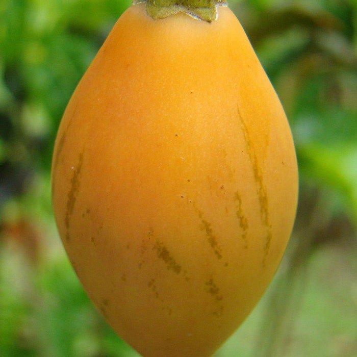 Solanum Betaceum Yellow Fruit Tamarillo Tree Tomato 20 Seeds