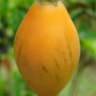 Solanum Betaceum Yellow Fruit Tamarillo Tree Tomato 20 Seeds