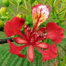 Delonix Regia Royal Poinciana Flamboyant Flame Tree Gulmohar 5 Seeds