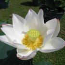 Nelumbo Nucifera White Lotus 5 Seeds
