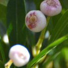 Syzygium (Acmena Smithii Mini Lilly Pilly 10 Seeds