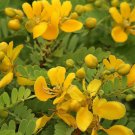 Cassia Auriculata Matura Tea Tree Ranawara Avaram Senna 10 Seeds