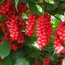 Schisandra Chinensis Chinese Magnolia Vine Five Flavor Fruit 10 Seeds