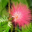 Albizia Saman Five Oclock Rain Tree Monkeypod Mimosa 5 Seeds