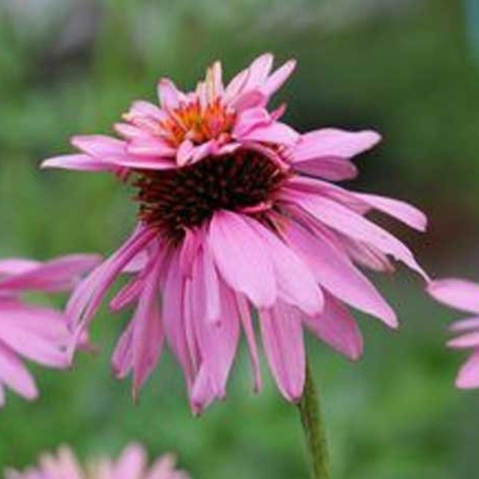 Echinacea Purpurea Doubecker Doppelganger 10 Seeds