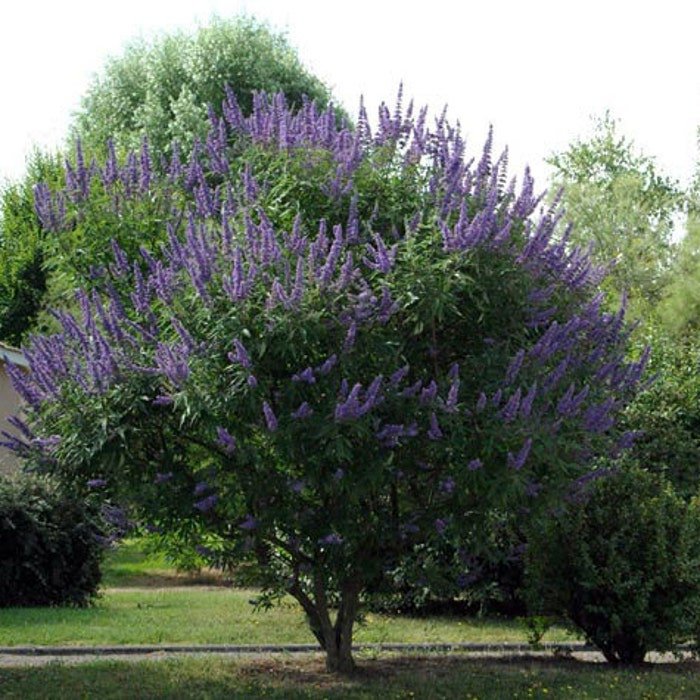 Vitex Agnus-Castus Monks Pepper Chaste Tree 50 Seeds