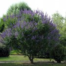 Vitex Agnus-Castus Monks Pepper Chaste Tree 50 Seeds