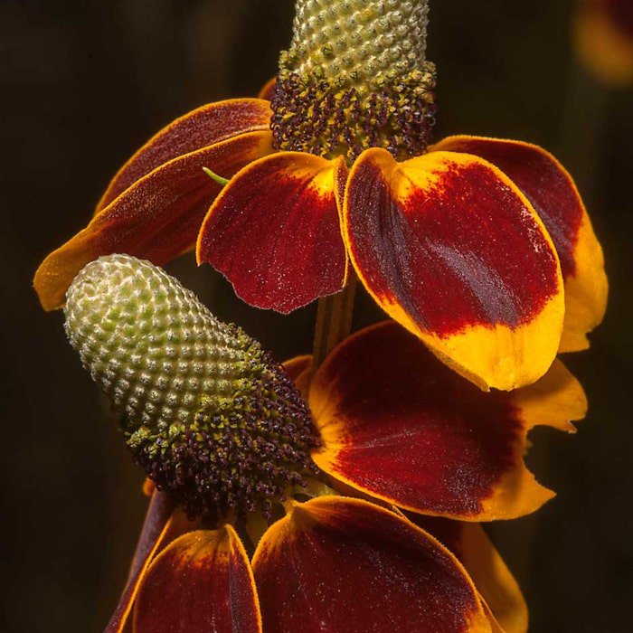 Ratibida Columnifera Mexican Hats Grey Headed Coneflower 500 Seeds
