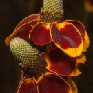 Ratibida Columnifera Mexican Hats Grey Headed Coneflower 500 Seeds