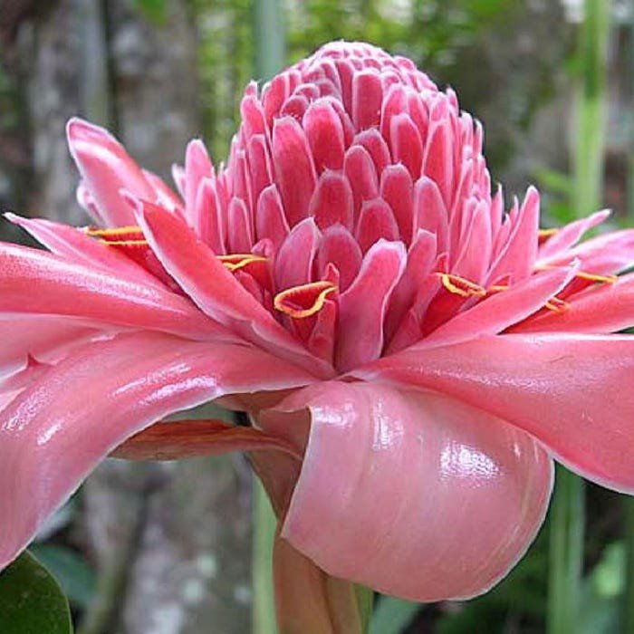 Etlingera Elatior Pink Torch Ginger Combrang Wax Flower 20 Seeds