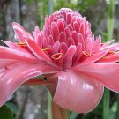 Etlingera Elatior Pink Torch Ginger Combrang Wax Flower 20 Seeds