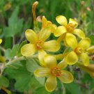 Ribes Aureum Var. Gracillimum Golden Currant 10 Seeds