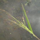 Panicum Dichotomiflorum Fall Panicgrass Autumn Millet 100 Seeds