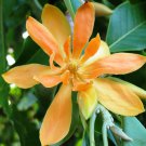 Magnolia Champaca Yellow Jade Orchid Tree 5 Seeds