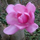 Magnolia Campbellii Pink Tulip Campbells & Himalayan Magnolia Tree 5 Seeds