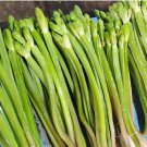 Thai Yellow Burhead Seed Pak Kan Jong ,Pie Noi Seed