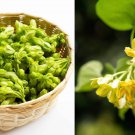 Telosma Cordata Seed Cowslip Creeper Seed