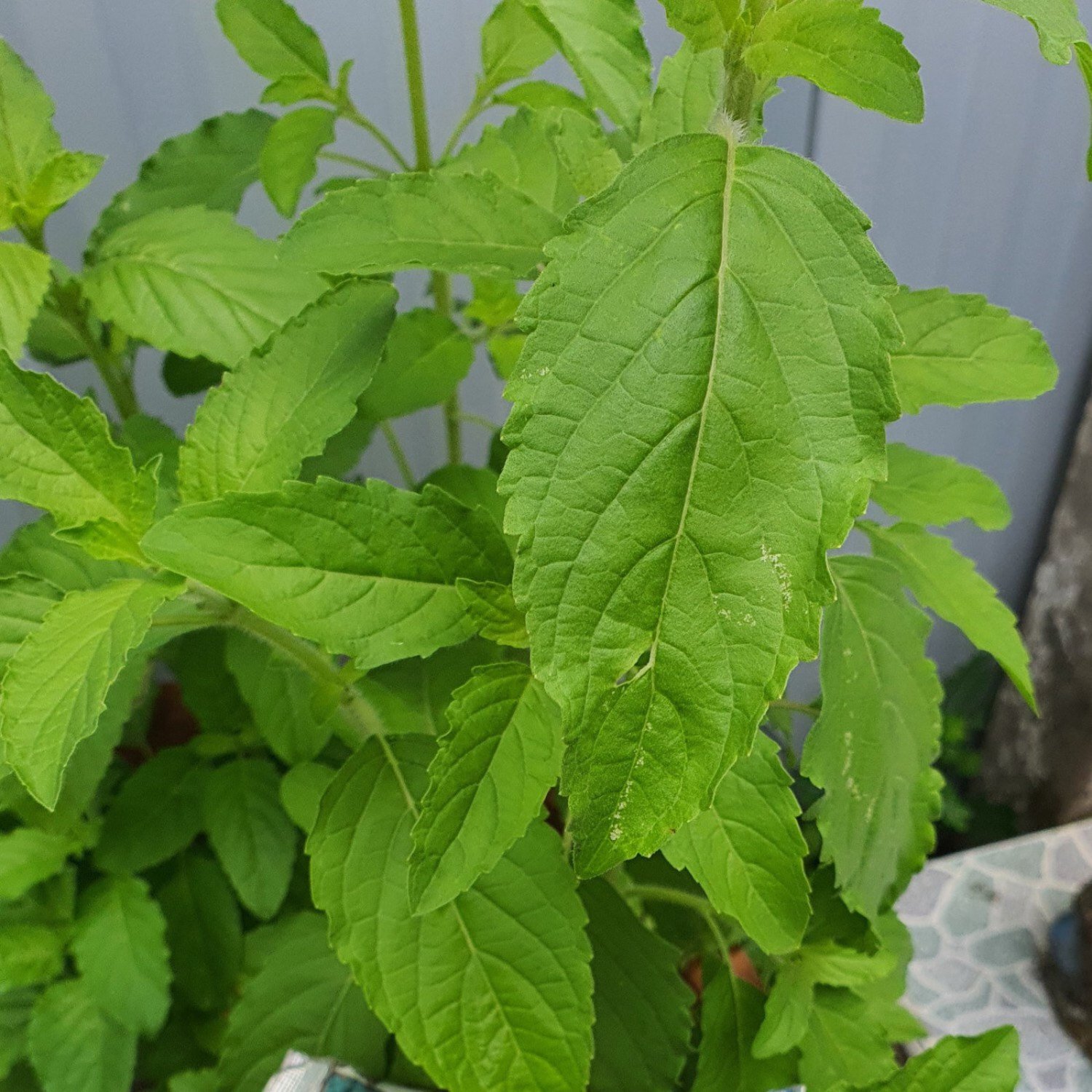 Thai Large Leaf Holy Basil Seed Thai Wild Holy Basil Seed Kra Pao Paa