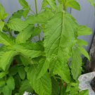 Thai Large Leaf Holy Basil Seed Thai Wild Holy Basil Seed Kra Pao Paa