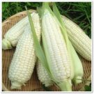 Big White Waxy Corn Seed Thai Big White Waxy Corn Seed