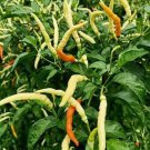 Thai Hot Sroy Kai Pepper Seed