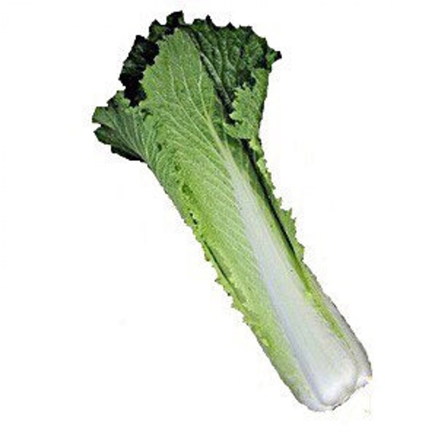 Michihili Chinese Cabbage Pe Tsai Hang Hong Chinese Cabbage Seed