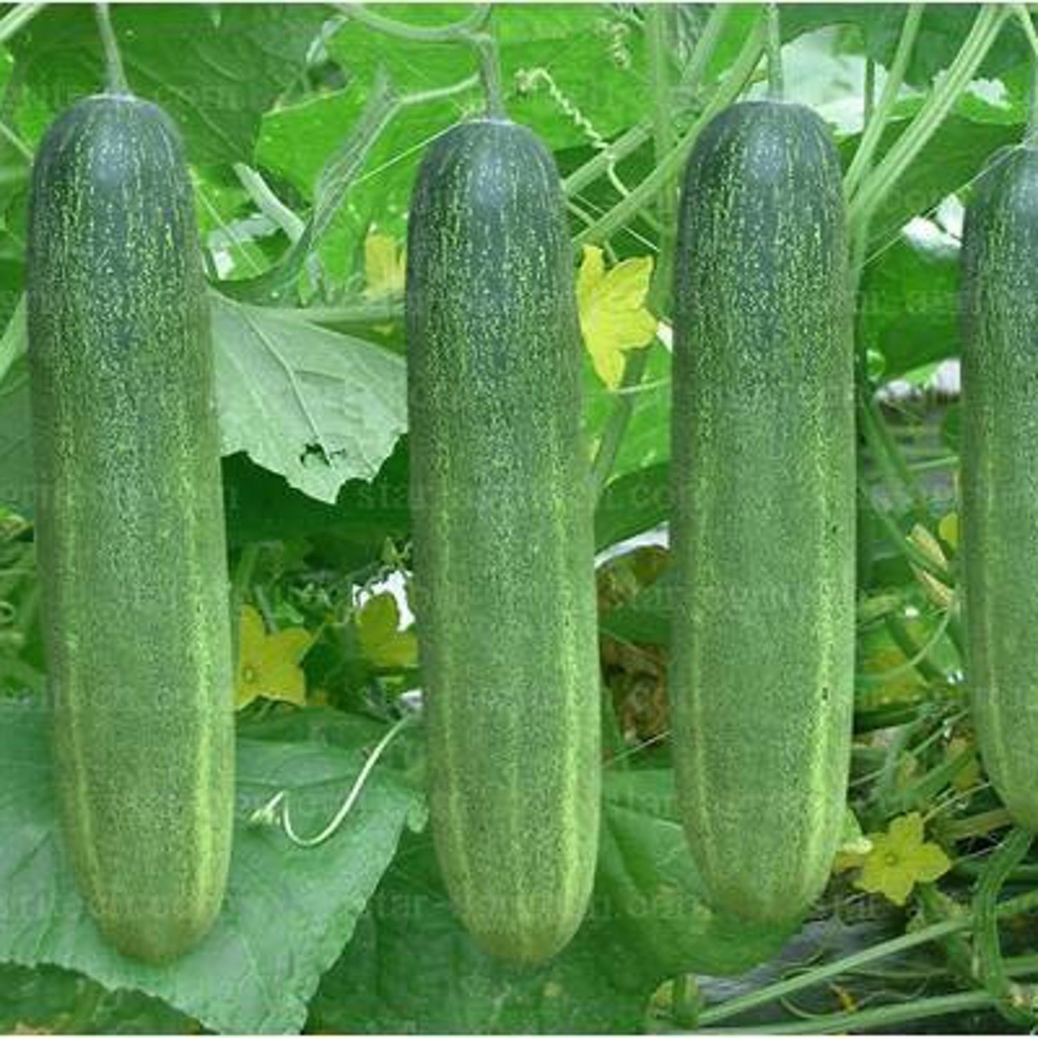 Thai Long Cucumber Seed Tang Ran Seeds