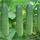 Thai Long Cucumber Seed Tang Ran Seeds