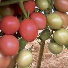 Thai Pink Egg Tomato Seed Seeda Tomato Seed
