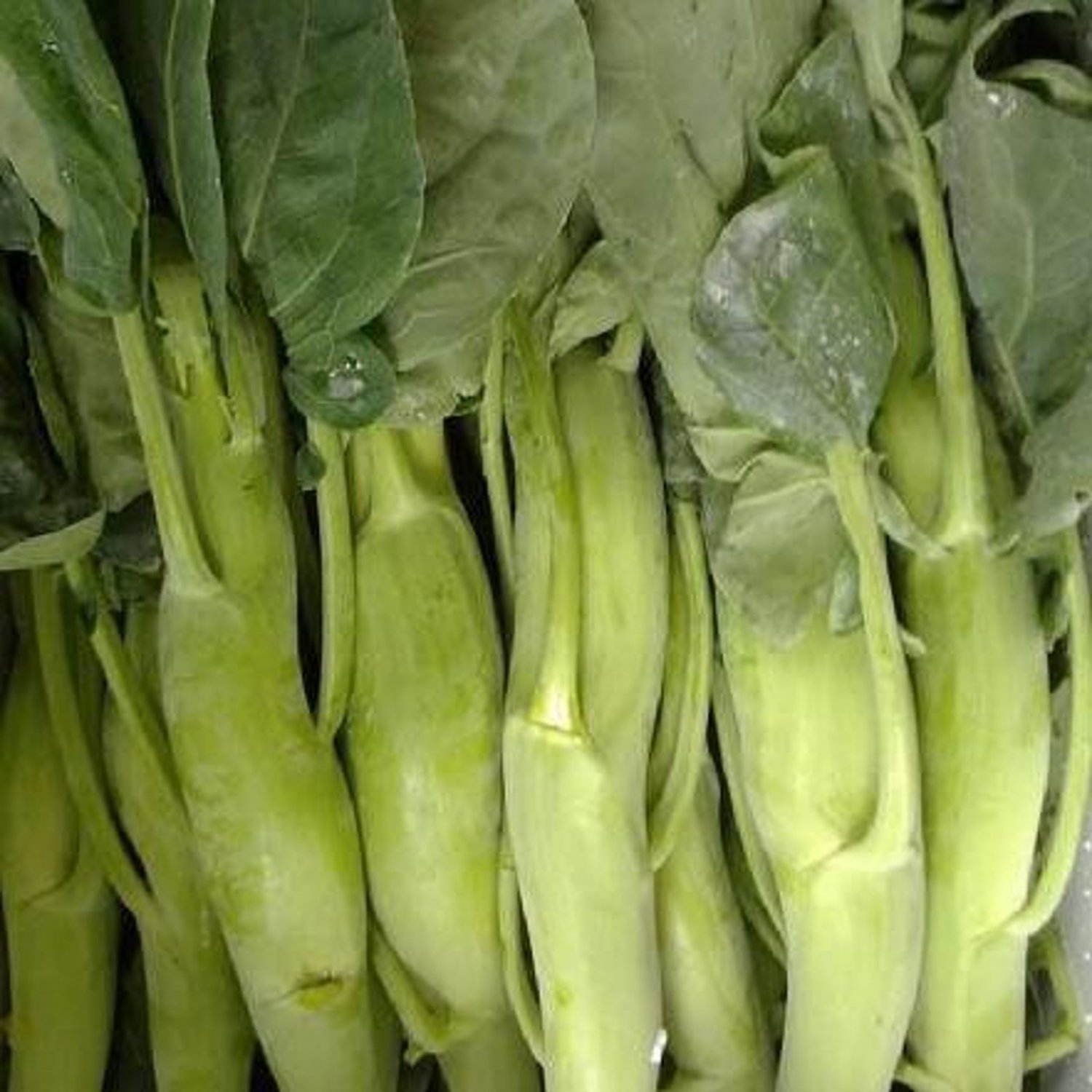 Large Stem Chinese Kale Seed Gai Lan Chubby Stem Chinese Kale