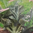 Large Leaf Chinese Kale Seed Round Large Leaf