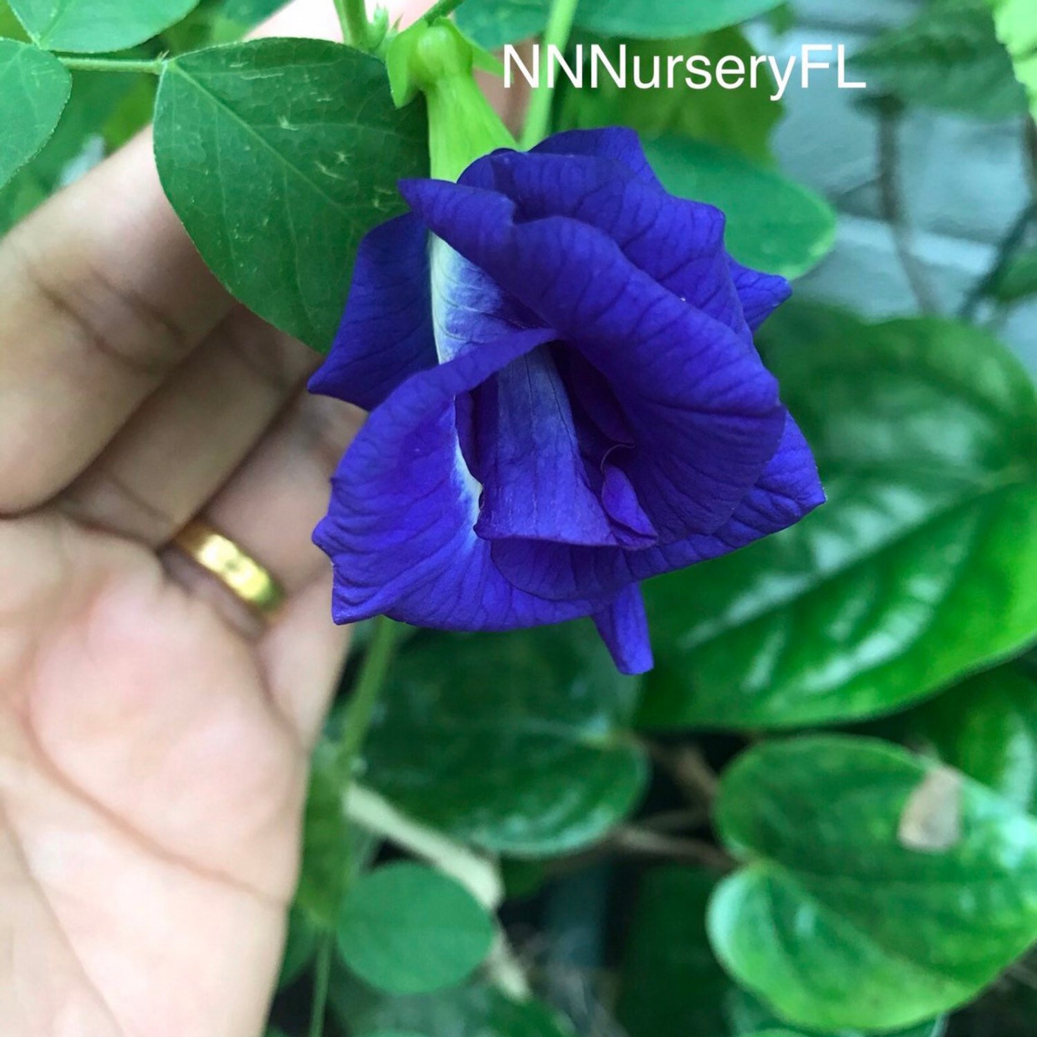 Double Layer Butterfly Pea Seed Heirloom Seed