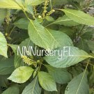Tree Basil Seed, African Basil Heirloom Ocimum Gratissimum Seed