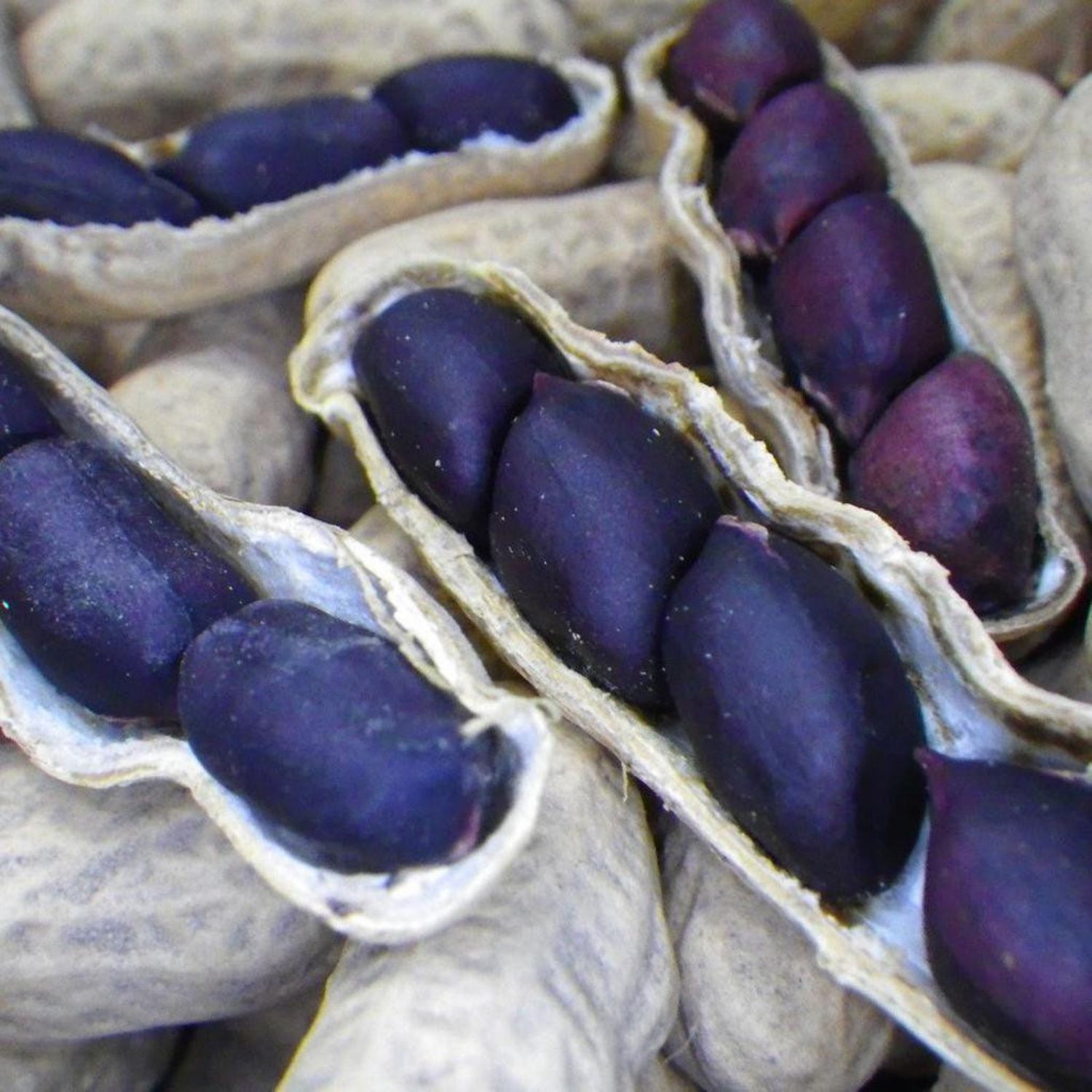 Thai Black Diamond Peanut Seed Black Peanut Seed Black Groundnut Seed Seed For Growing
