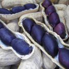 Thai Black Diamond Peanut Seed Black Peanut Seed Black Groundnut Seed Seed For Growing