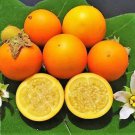 Thornless Naranjilla Seeds Hairy Fruited Eggplant Seed Indian Nightshade Seed