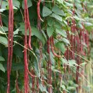 Thai Purple Yard Long Bean Seed Komen Purple Yard Long Bean