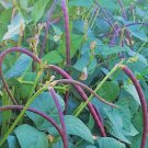 Thai Purple Bush Long Bean Seed