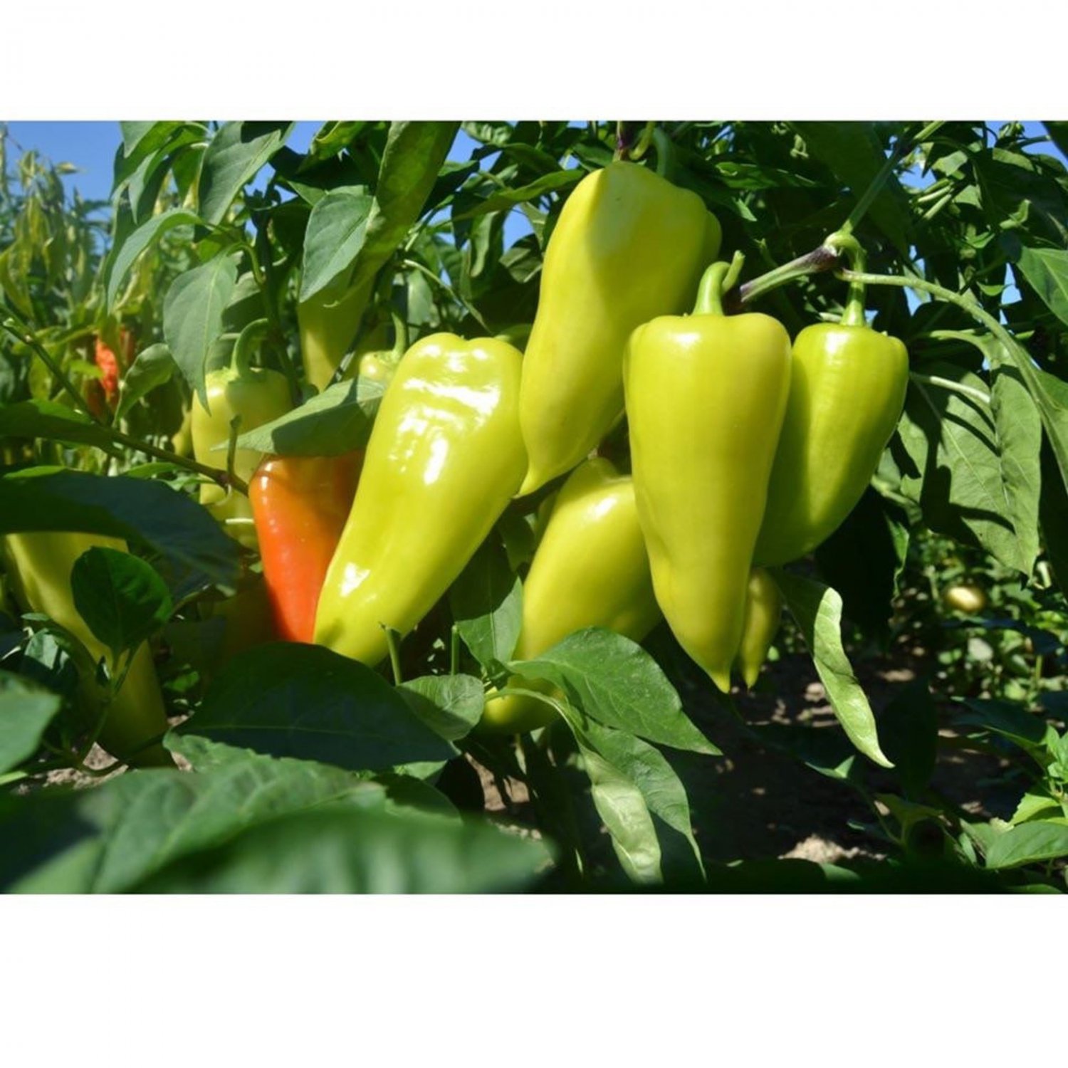 Banana Pepper Seed Manee Thai Banana Pepper