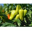Banana Pepper Seed Manee Thai Banana Pepper