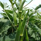 Green Okra Seed Var.Queen Star