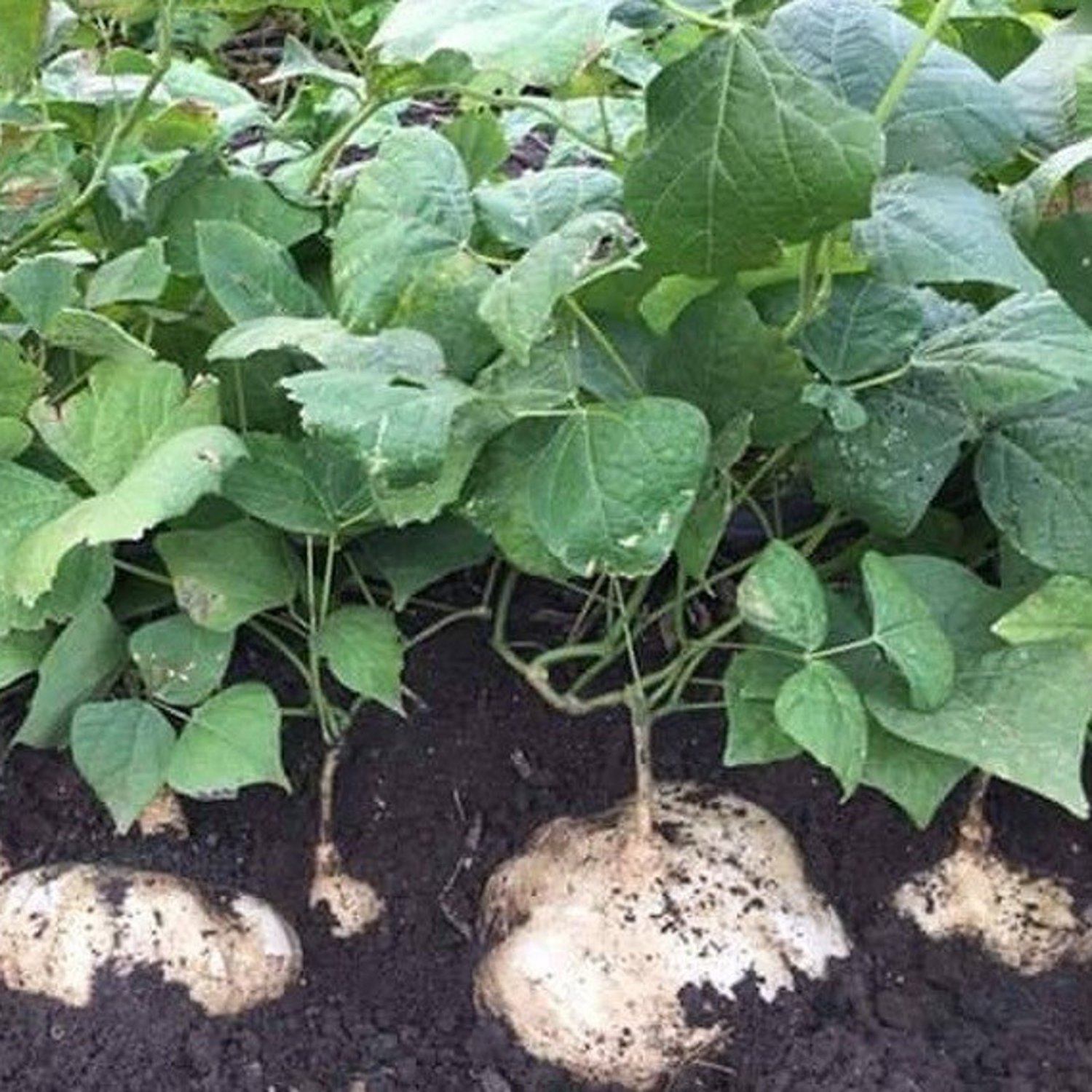 Jicama Seed Yam Bean