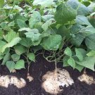 Jicama Seed Yam Bean