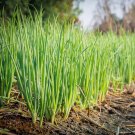 Thai Hom-Juan Bunching Onion Green Scallion Seed