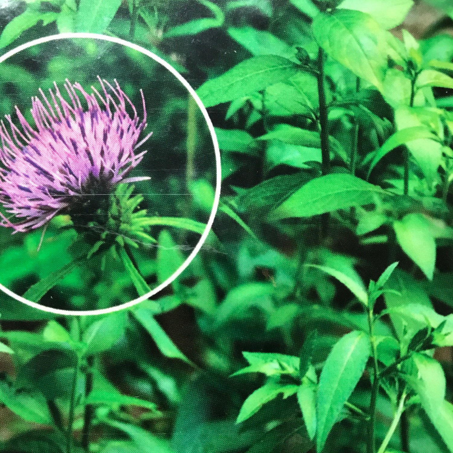 Korean Cirsium Setidens Seed Korean Thistle Seed