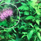 Korean Cirsium Setidens Seed Korean Thistle Seed