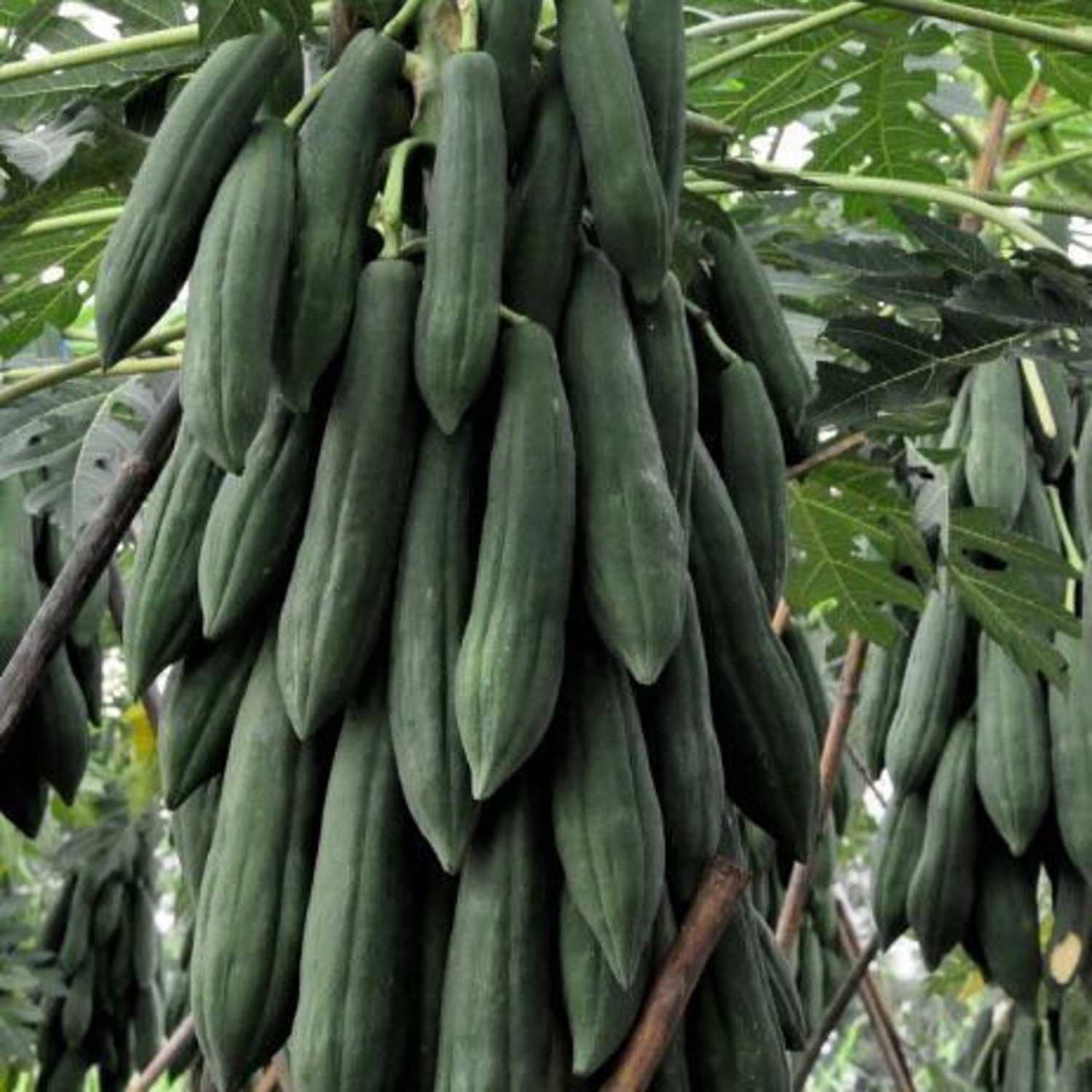 Thai Krang Papaya Seed